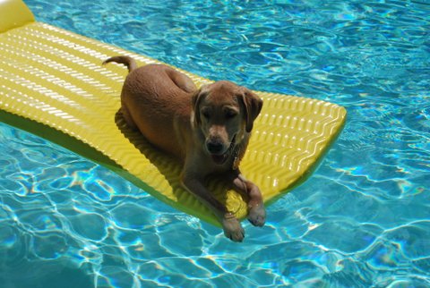 Carlo III, age 16 months, doesn't like to swim but he will float on his raft for hours.  Puppy Raisers: Gail Griffith and Gary Begeman